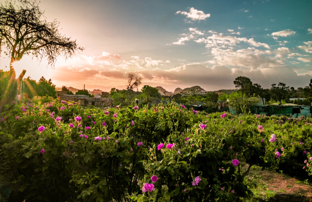Cidade das Rosas: Taif atrai turistas na Arábia Saudita
