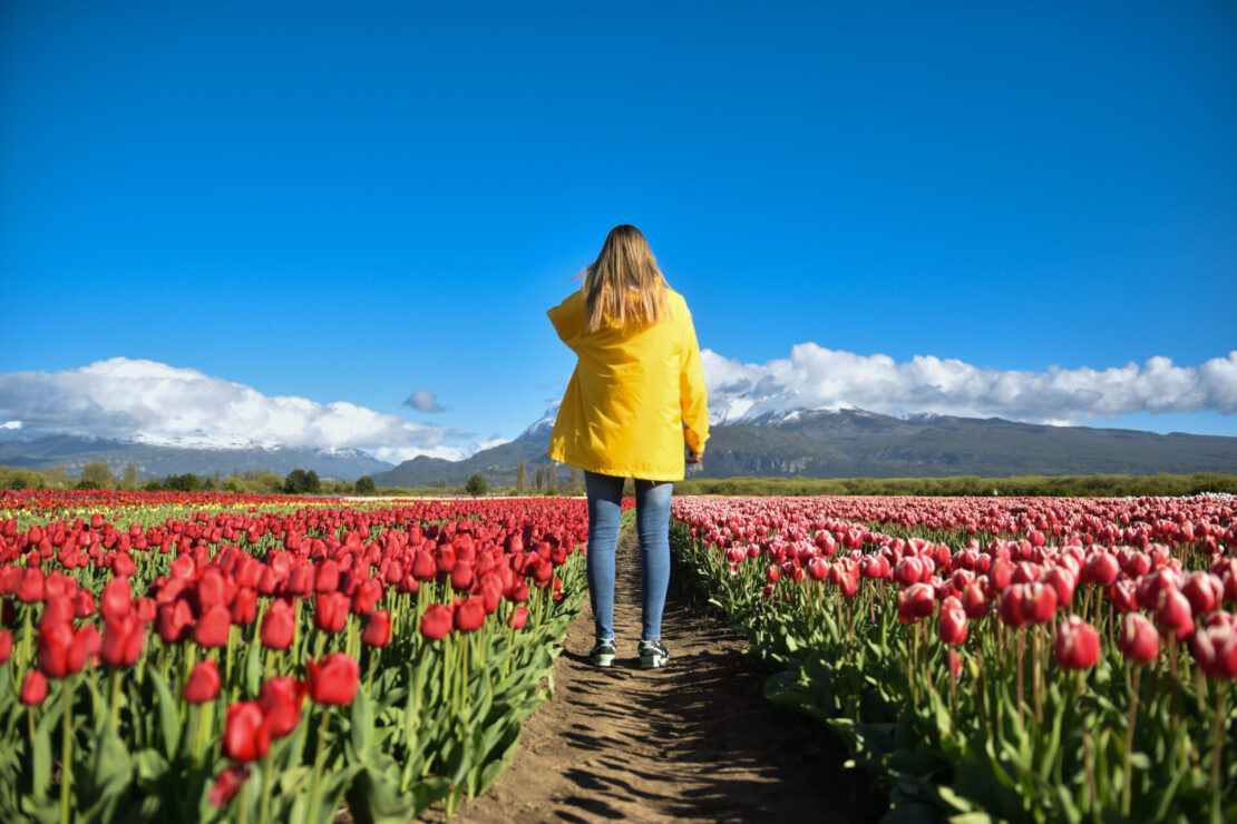 Campos de tulipas em Chubut, Argentina