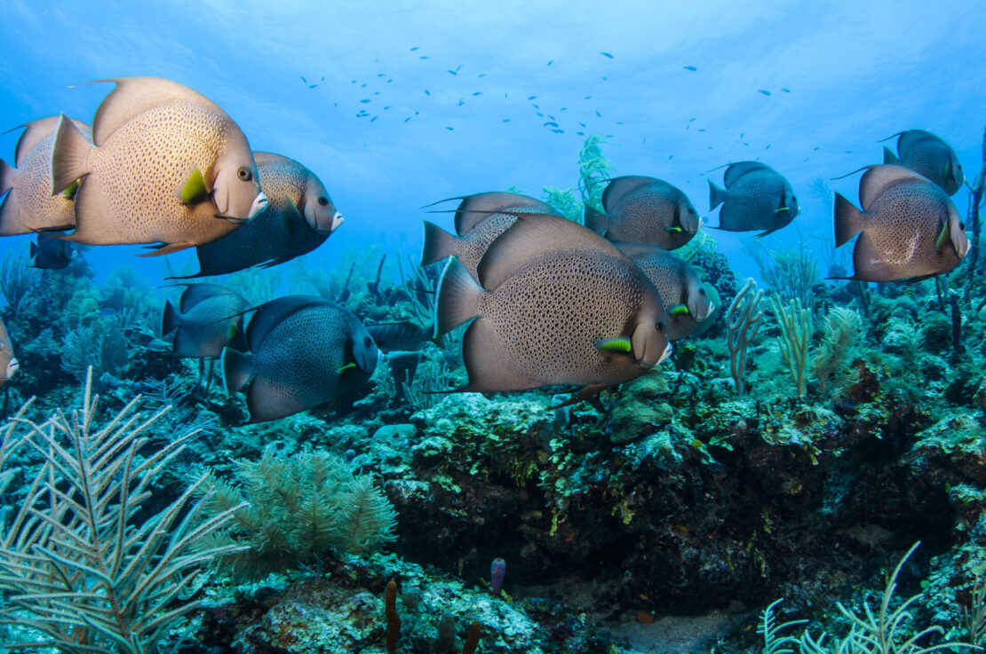 Mergulho em Belize