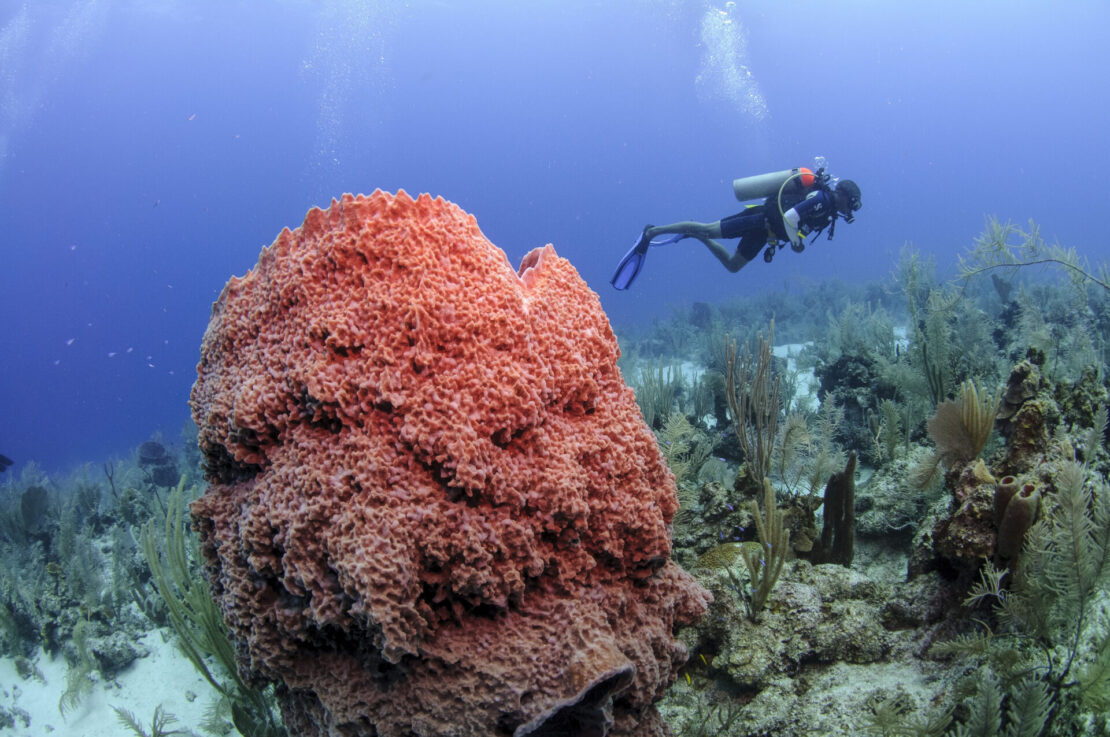 Beyond Blue Summit reúne mergulhadores em Belize