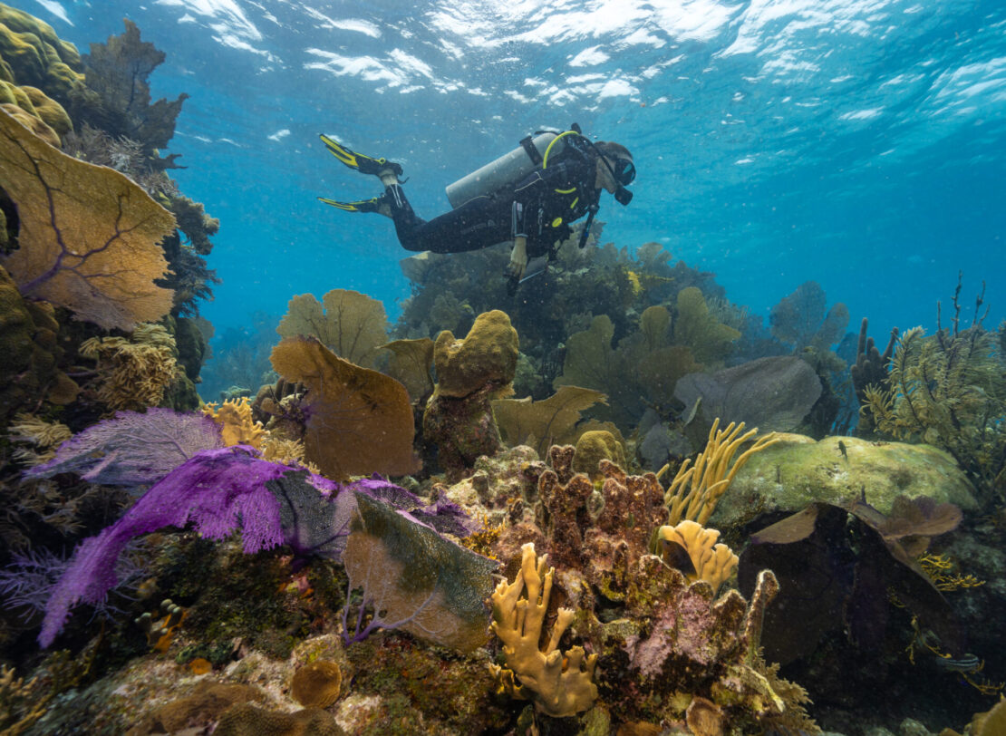Beyond Blue Summit reúne mergulhadores em Belize