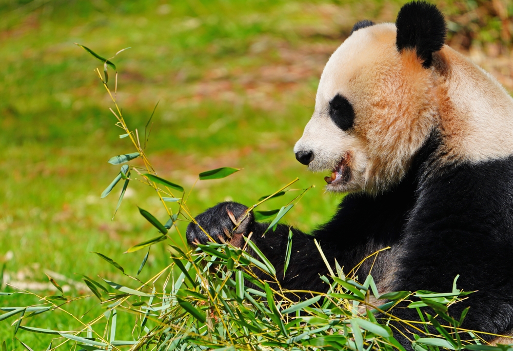 Smithsonian: Zoológico Nacional