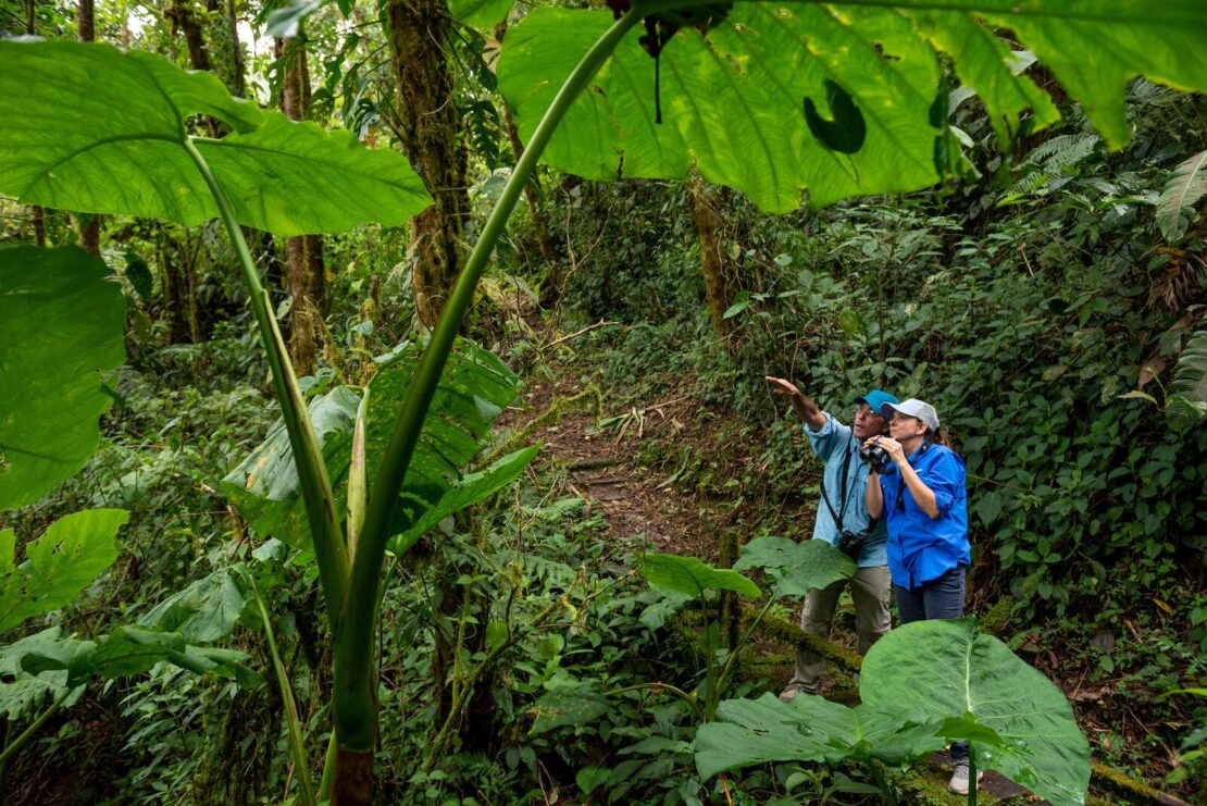 Panamá: paraíso da migração animal em setembro