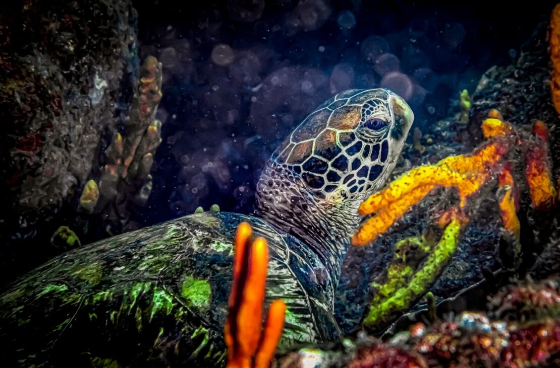 Panamá: paraíso da migração animal em setembro