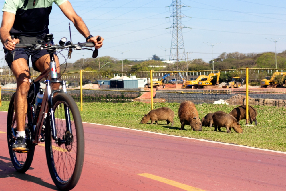 São Paulo tem trilhas turísticas imperdíveis para ciclistas