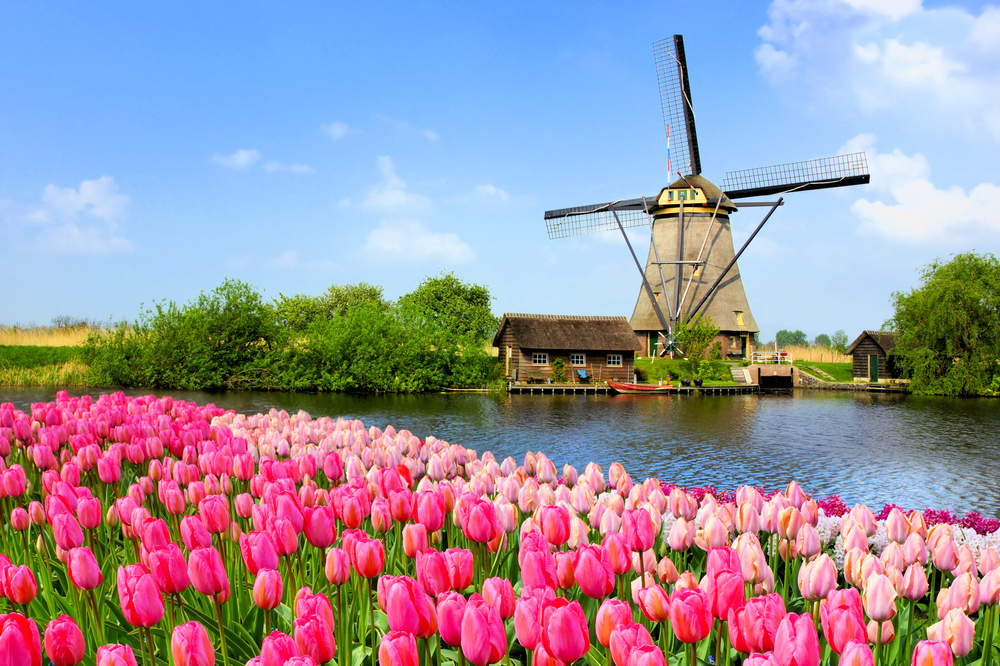 Florada de turlipas na Holanda