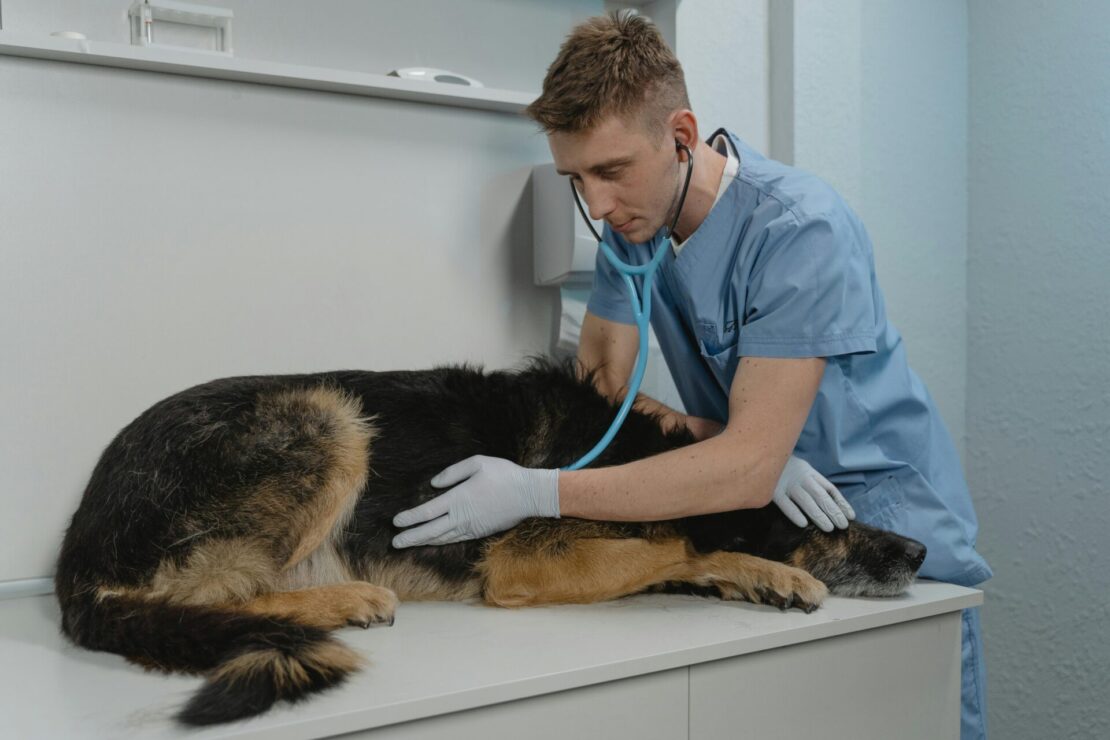 Seguro-viagem para pets: proteção completa para animais