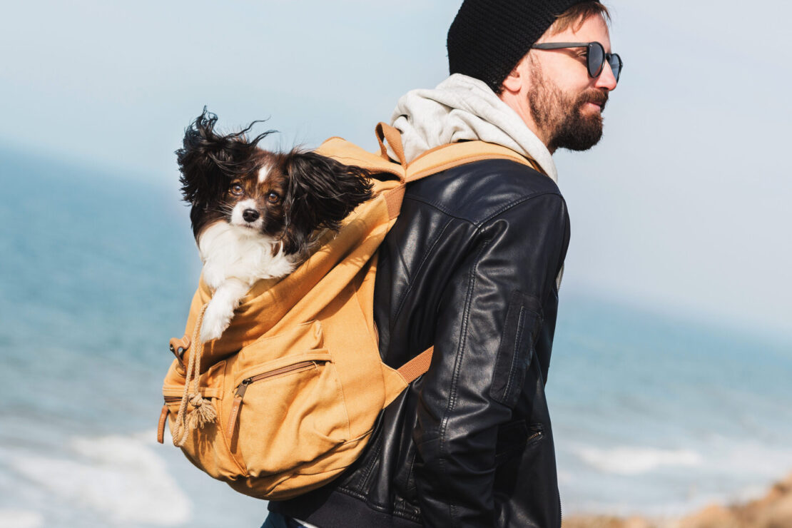 Seguro para pets: proteção completa para animais