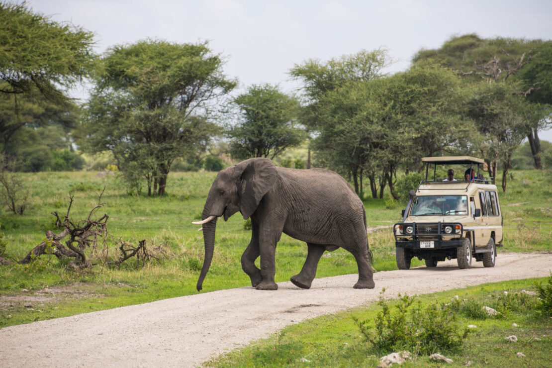 Tanzânia: Parque Nacional do Tarangire
