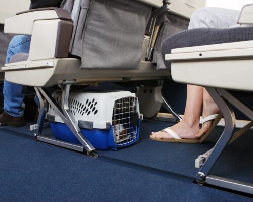 Azul transporta mais de 48 mil pets em viagens pelo Brasil