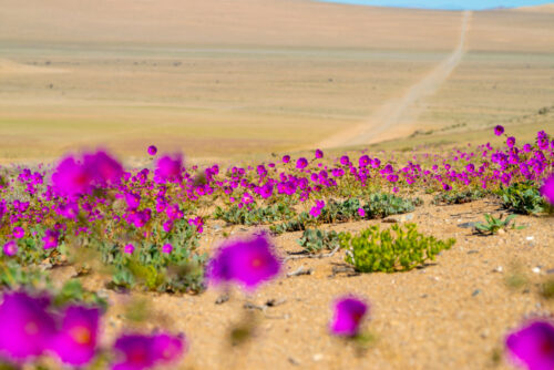 Deserto do Atacama vira jardim colorido com fenômeno raro
