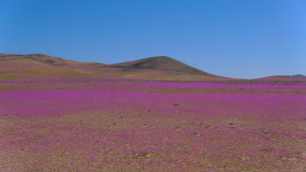 Deserto do Atacama vira jardim colorido com fenômeno raro