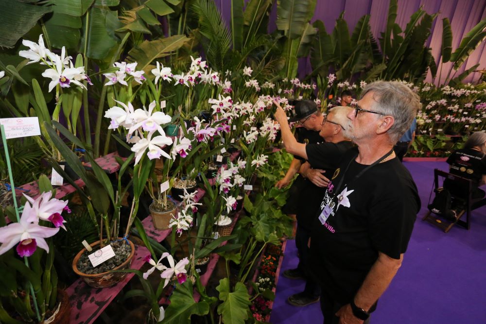 Joinville realiza 85ª Festa das Flores em novembro