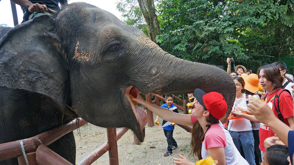 Kuala Gandah Elephant Conservation Centre
