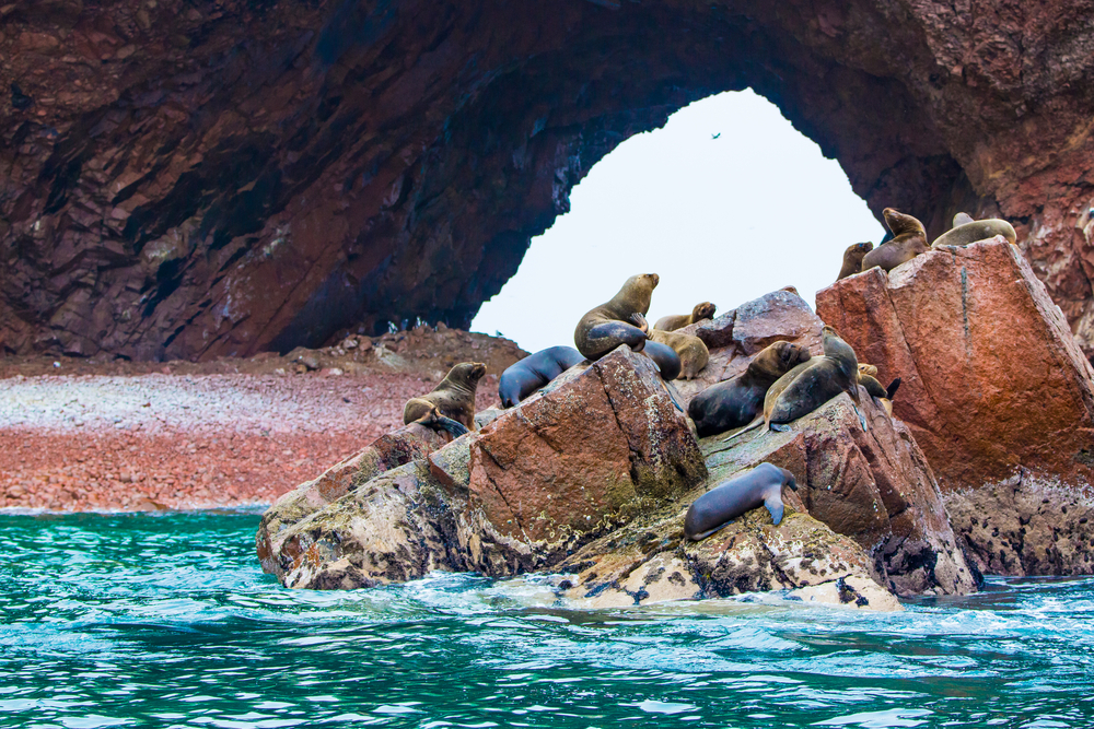 Reserva Nacional de Paracas fica a quatro horas de Lima