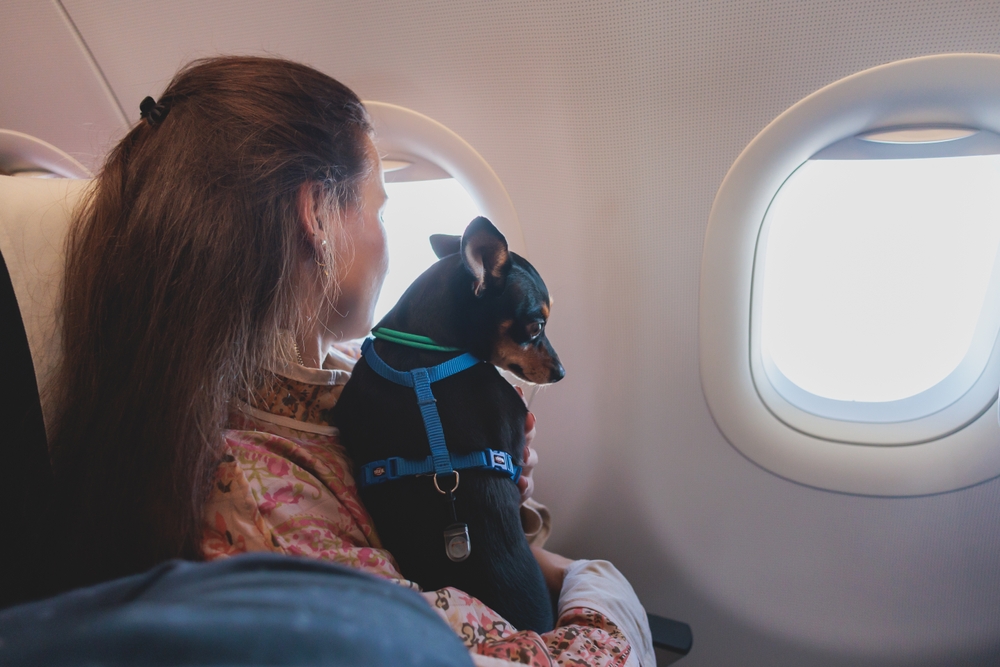 Azul transporta mais de 48 mil pets em viagens pelo Brasil
