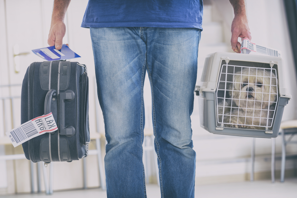 Azul transporta mais de 48 mil pets em viagens pelo Brasil