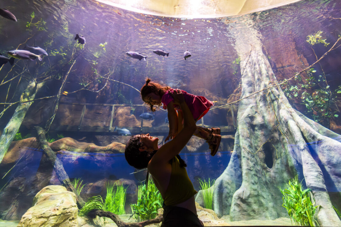 AquaFoz abre portas nesta sexta com experiência imersiva