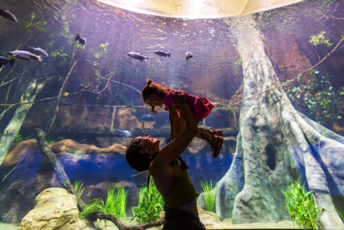 AquaFoz abre portas nesta sexta com experiência imersiva