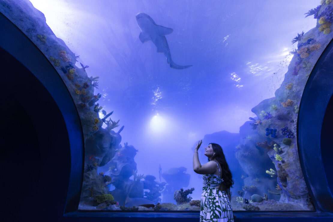 AquaFoz abre portas nesta sexta com experiência imersiva