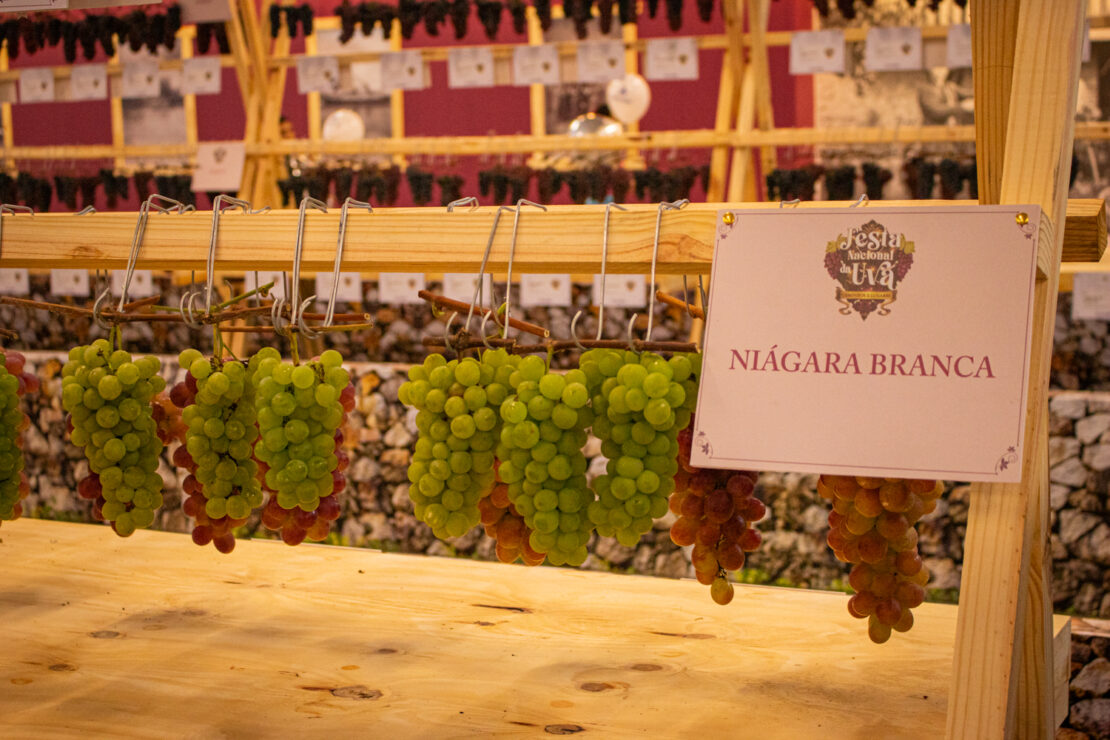 Festa da Uva 2026 celebra 150 anos de imigração italiana