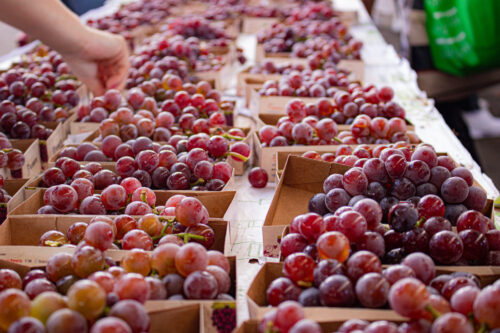 Festa da Uva 2026 celebra 150 anos de imigração italiana