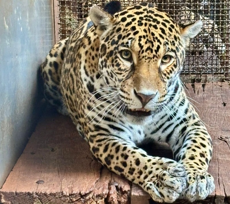 LATAM celebra 14 anos do Avião Solidário no Brasil