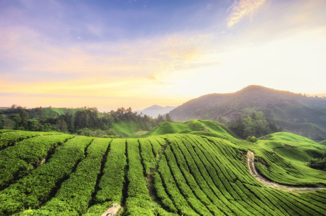 Cameron Highlands na Malásia