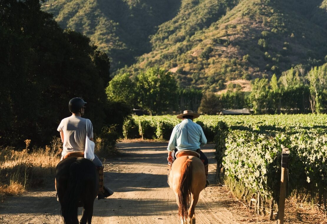 Vinícola VIK no Chile lidera lista global de vinhedos