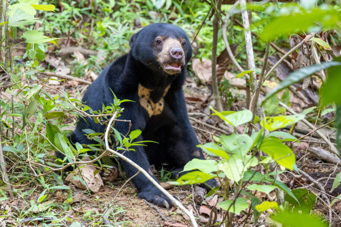 Malásia busca 43 milhões de turistas com Visit Malaysia 2026