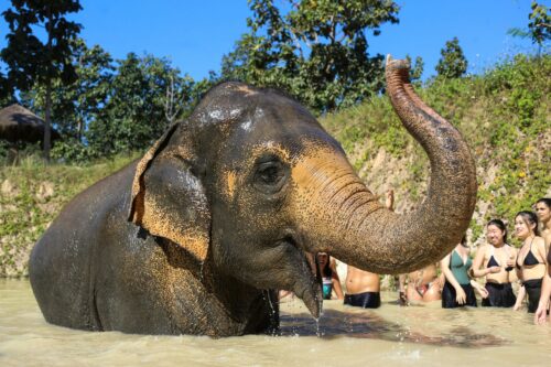 Turismo com elefantes muda e revela novo perfil de viajante