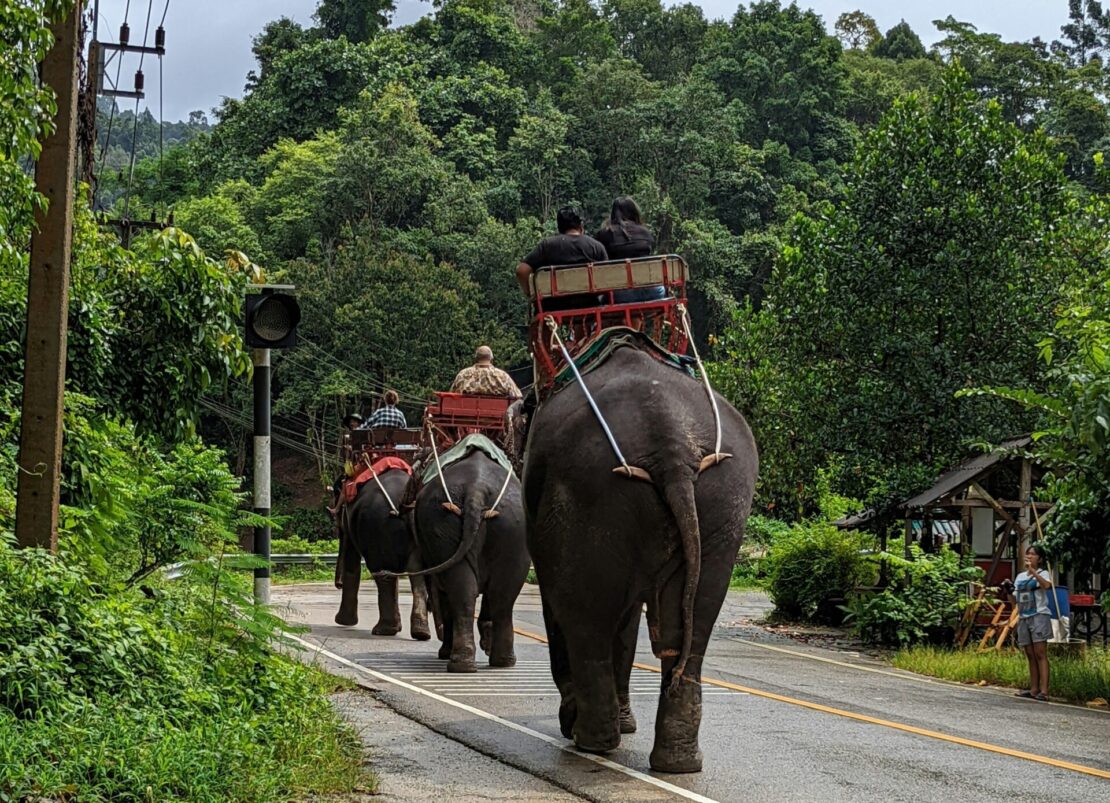 Turismo com elefantes muda e revela novo perfil de viajante