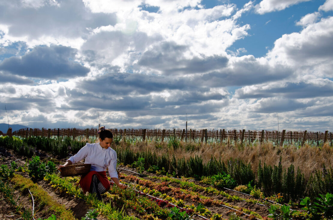 TL Pocket Roadshow: Casa de Uco Vineyards & Wine Resort