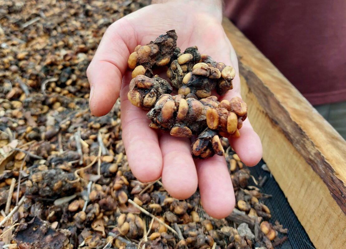 Café do Jacu transforma montanhas capixabas em atração