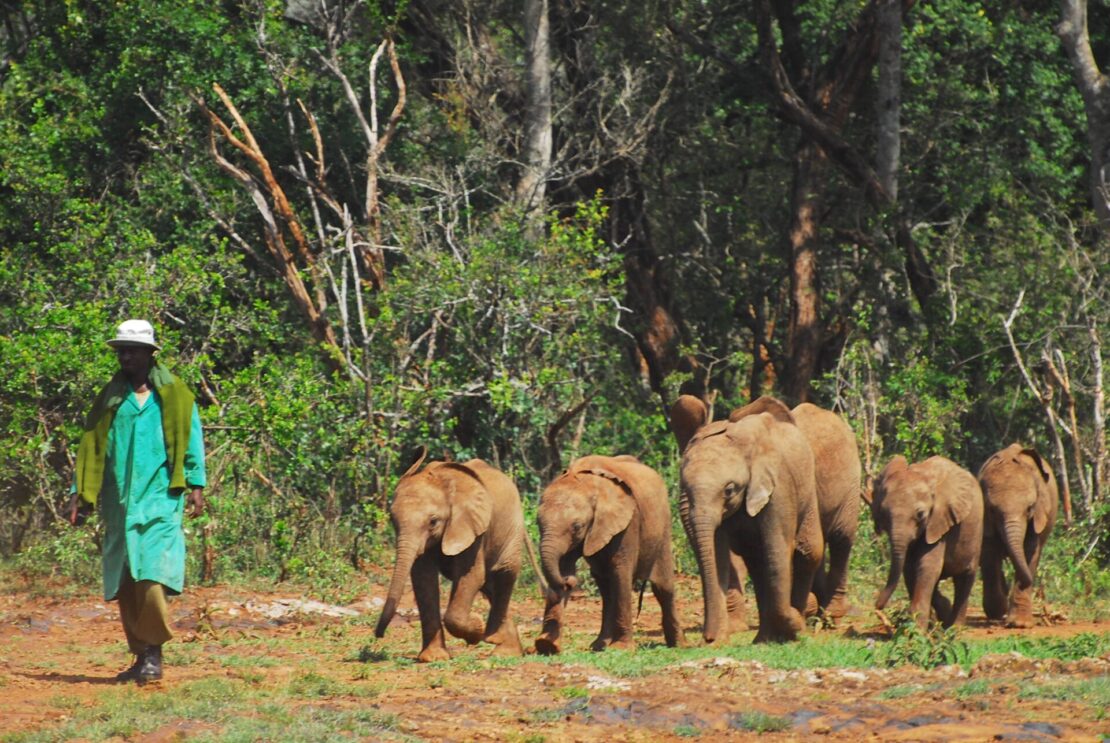 David Sheldrick Wildlife Trust em Nairóbi