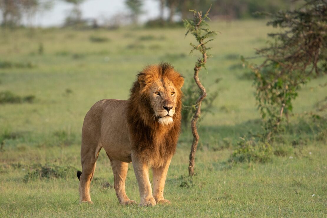 Masai Mara em Nairóbi